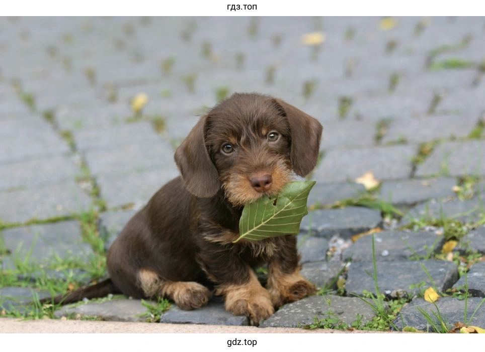 Дома у нас живёт маленькая собачка