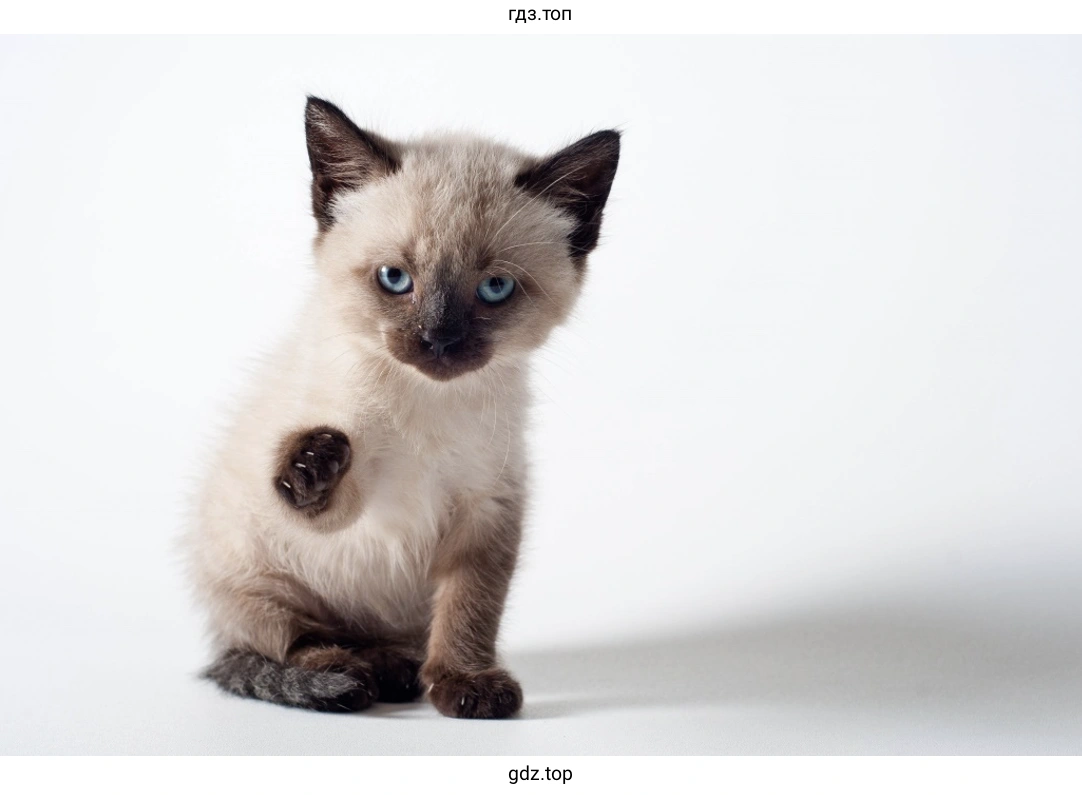 У меня есть кошка, ее зовут Динка